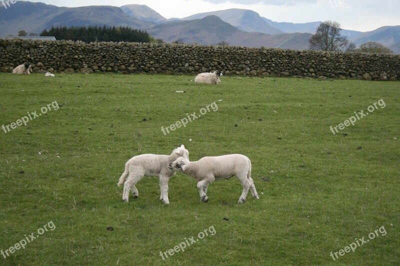 Sheep Grass Farm Hayfield Agriculture