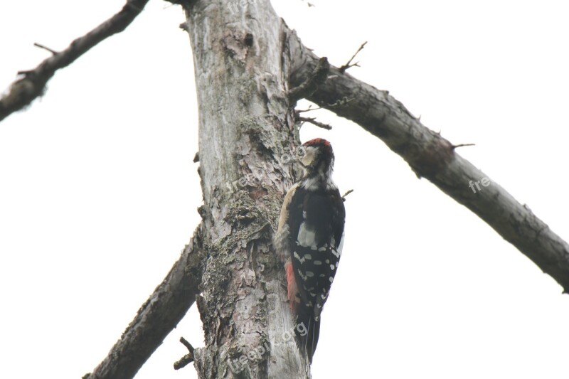 Wood Natural Bird Woodpecker Akagera