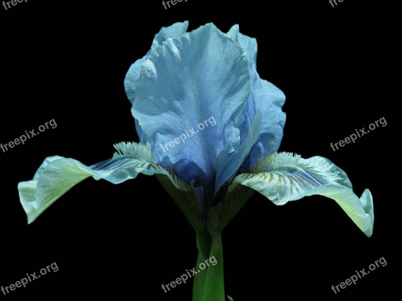 Iris Bearded Iris Flower Close Up Plant