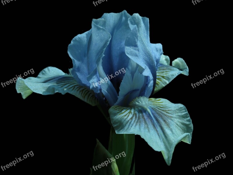 Iris Bearded Iris Flower Close Up Plant