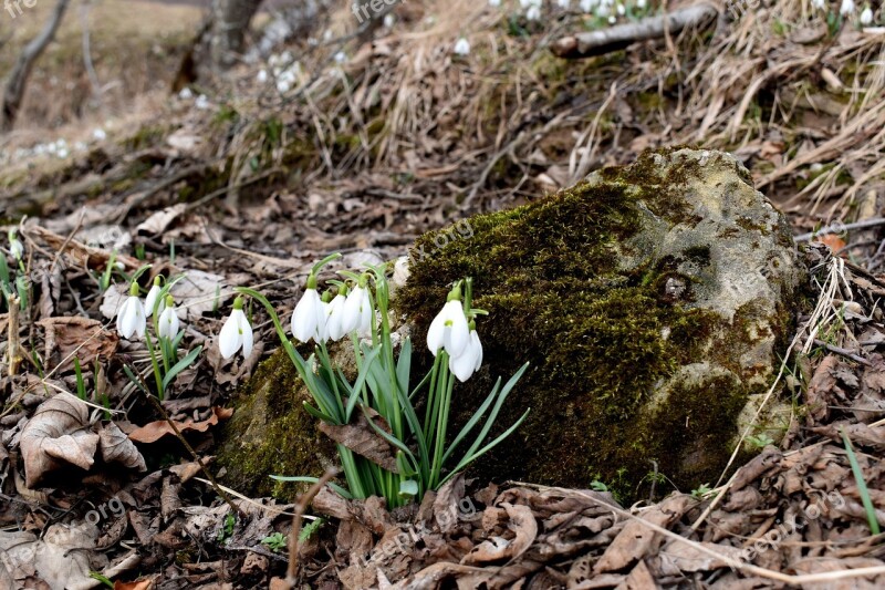 Snowdrops Nature Flora Outdoors Spring