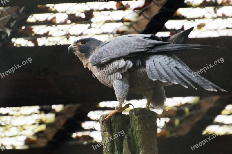 Bird Nature Animal World Animal Feather