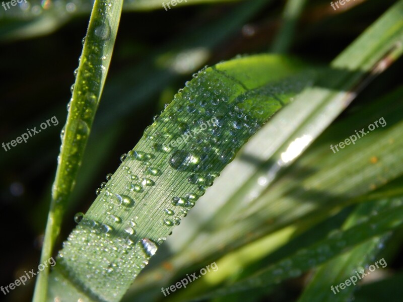 Leaf Pearl Plant Nature Dew