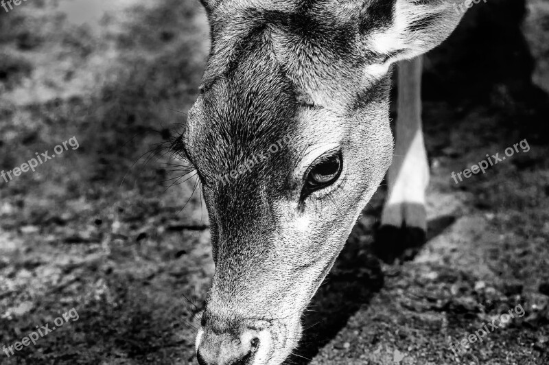 Mammal Nature Animal World Animal Portrait