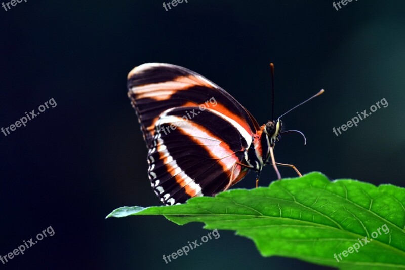 Insect Butterfly Nature Evertebrat Animal World