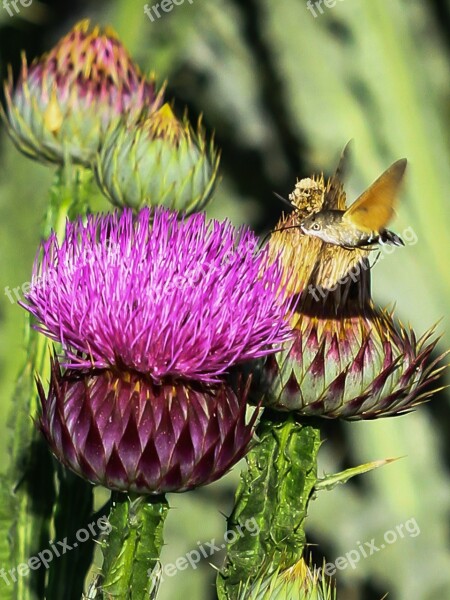 Spain Entequera Hummingbird Moth Flower Nature