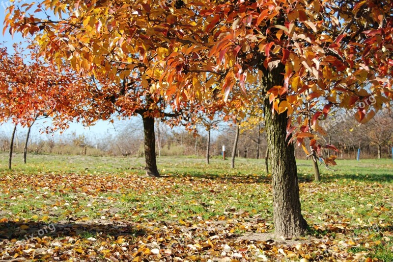 It's Raining Leaf Plants Season Wood Free Photos