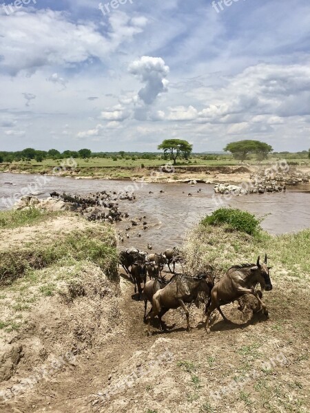 Nature Landscape Serengeti Free Photos