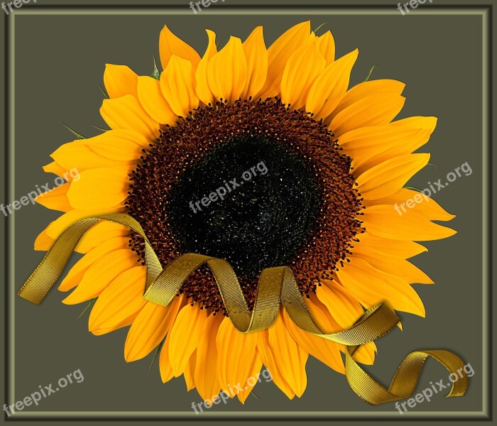 Sunflower Sunflowers Plant Flower Flowers