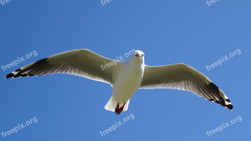 Bird Nature Flight Seagulls Wildlife