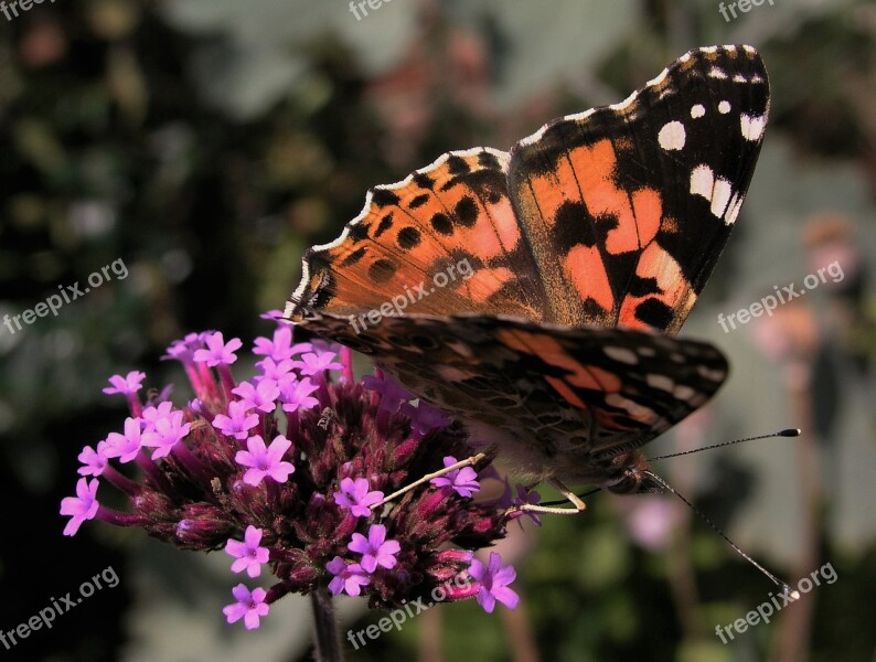 Butterfly Insect Nature Outdoors Invertebrate