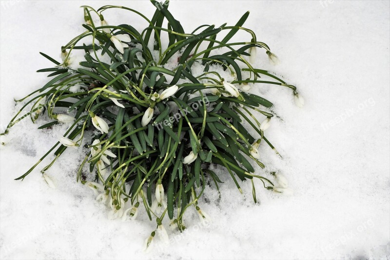 Snowdrops Cluster Frozen Snowy In The Snow