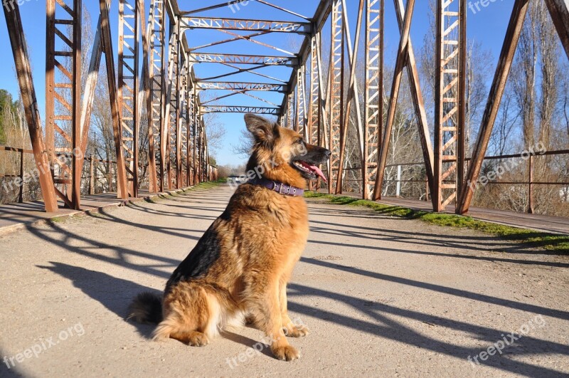 To The Air Free Nature Dog