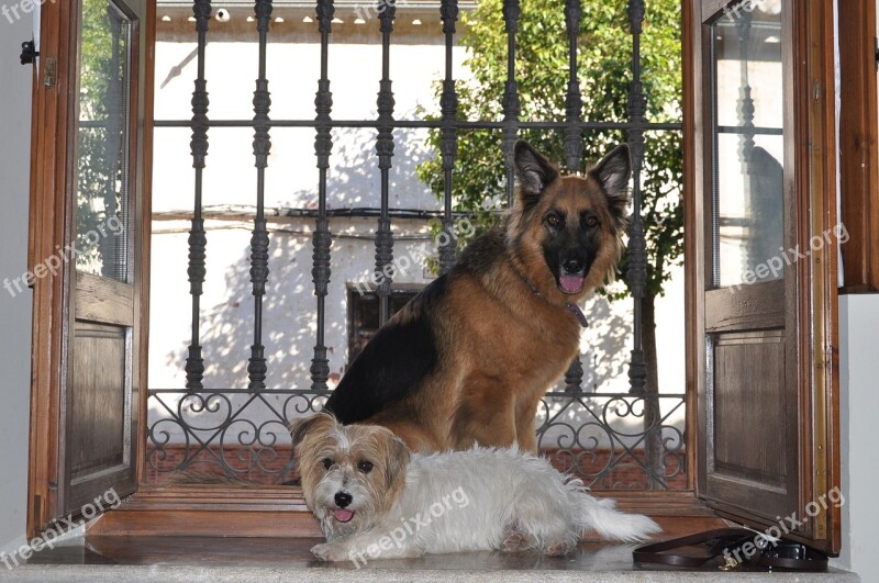 Window Door Wood House Dogs