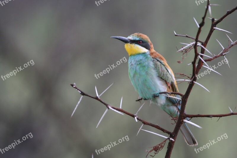 Bird Wildlife Nature Animal Bee Eater