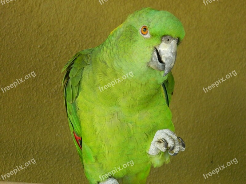 Parrot Bird Animal Wildlife Parakeet