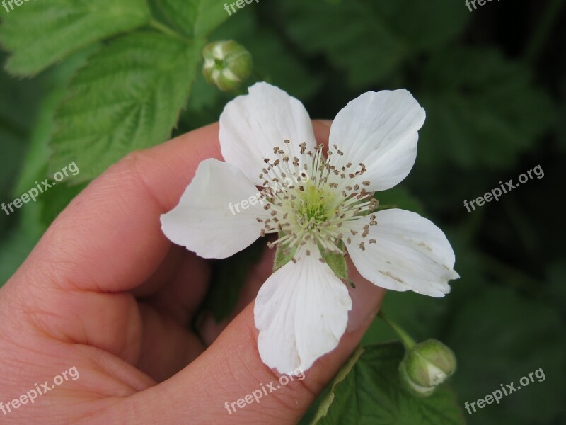 Nature Flora Flower Leaf Outdoors