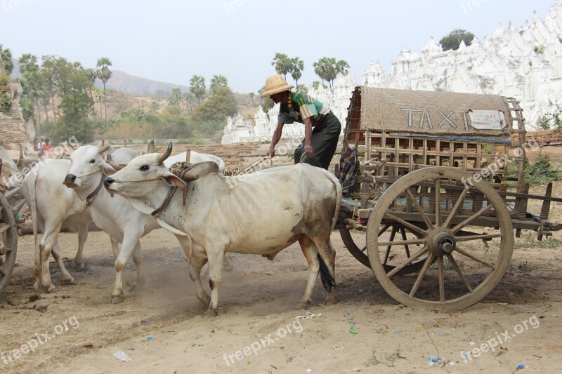 Farm Agriculture Cart Cattle Mammal