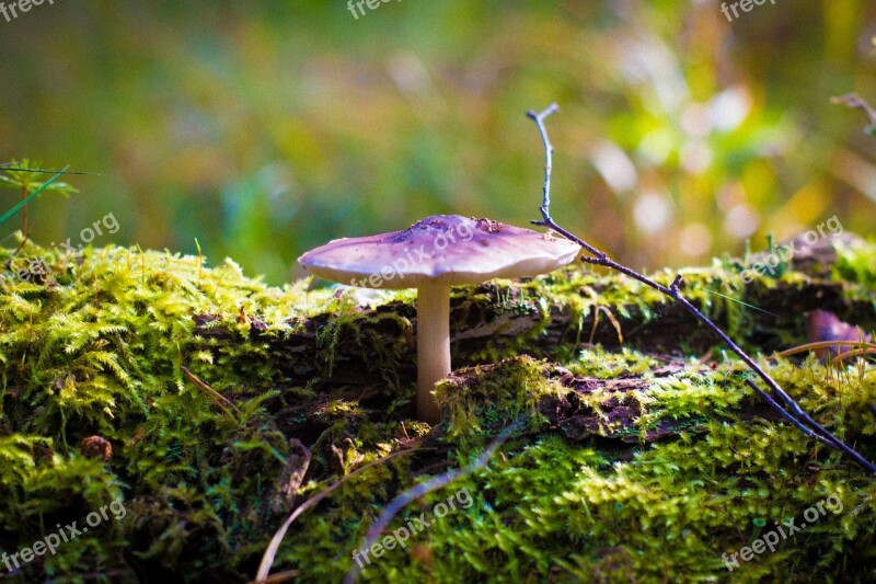 Mushroom Nature Grass Rac Free Photos