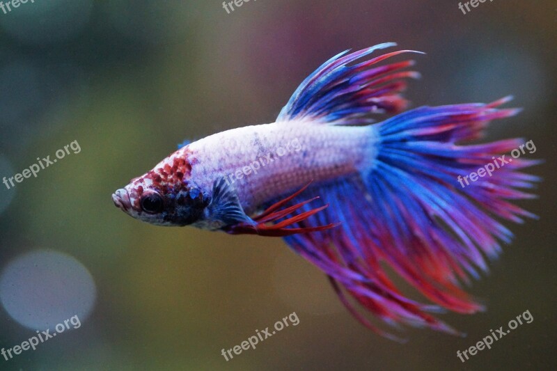 Betta Warrior Aquarium Fish Fishy