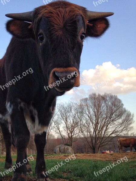 Cow Cattle Mammal Agriculture Farm