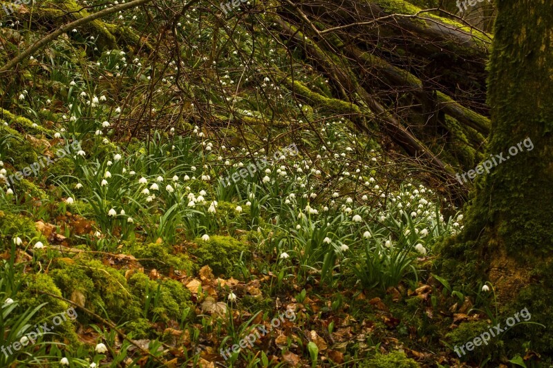 Snowflake Snowdrop Spring Flower Spring Free Photos