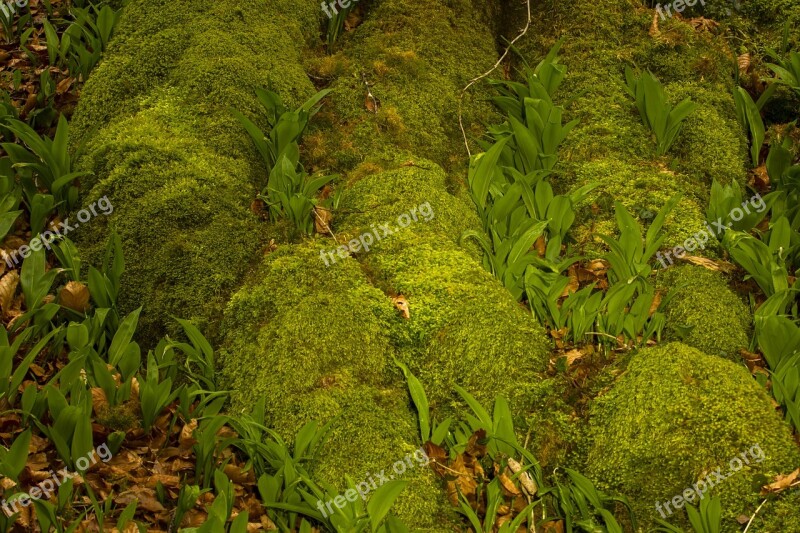 Bear's Garlic Moss Root Green Spring