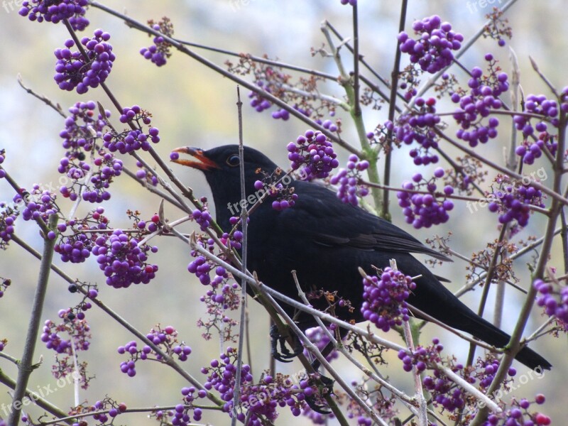 Bush Bird Berries Nature Blackbird