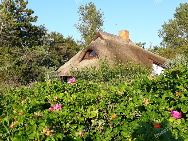 Thatched Roof House Roof Heck Roses Reed