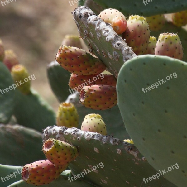 Fichi D'india Prickly Pear Medicinal Herb Barbed Cactus