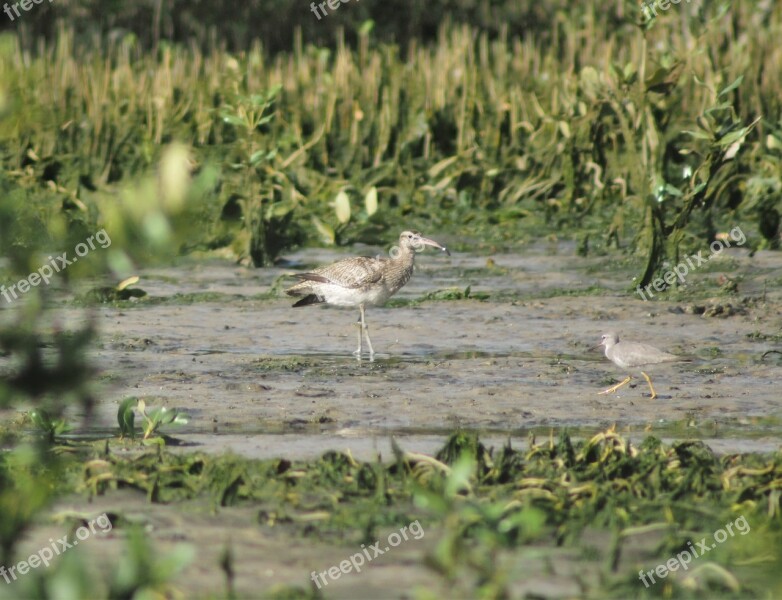 Water Bird Wildlife Nature Swamp