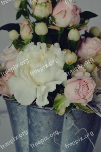 Flower Peony Pink White Bloom