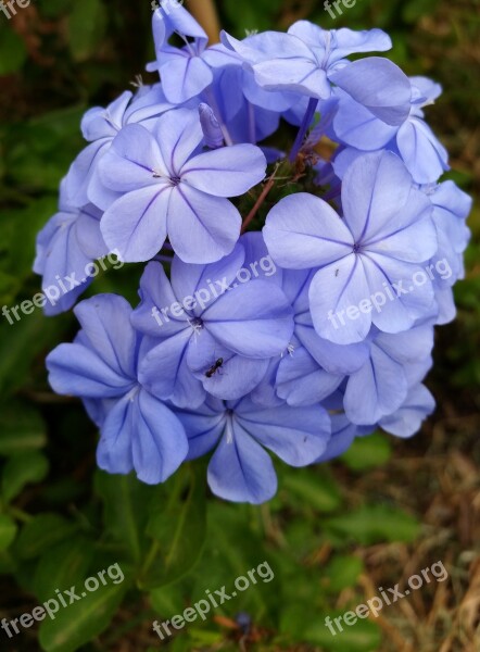 Flower Blue Plumbago Garden Nature