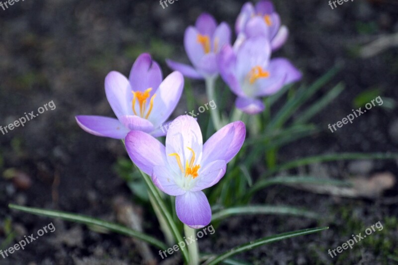 Crocus Spring Hh Hamburgensien Walk In The Park