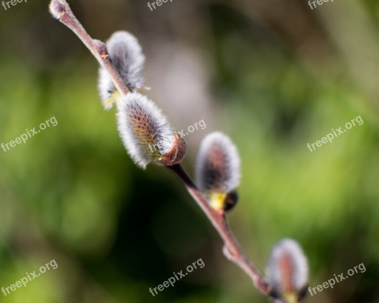 Bud Cone Nature Green Spring