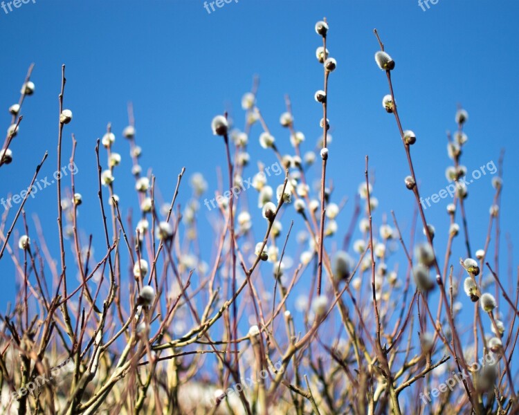 Bud Cone Nature Spring Plant