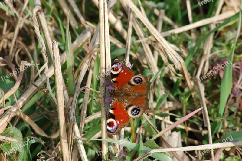 Butterfly Ali Insects Butterflies Spring