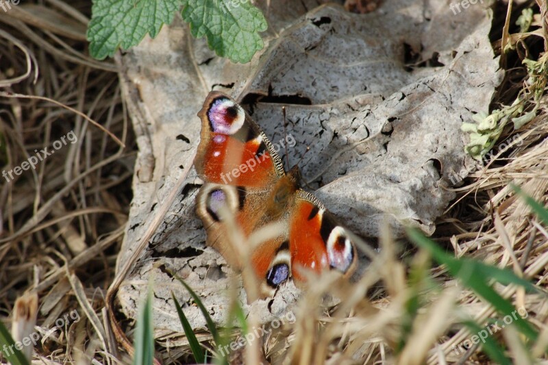 Butterfly Ali Insects Butterflies Spring