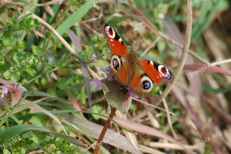 Butterfly Ali Insects Butterflies Spring