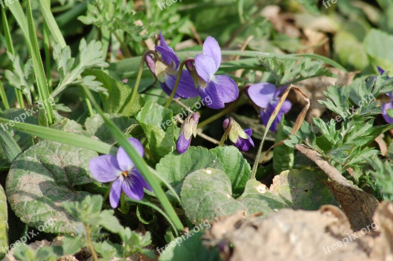 Wild Violets Wildflowers Spring Bloom Flowers