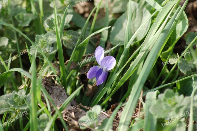 Wild Violets Wildflowers Spring Bloom Flowers