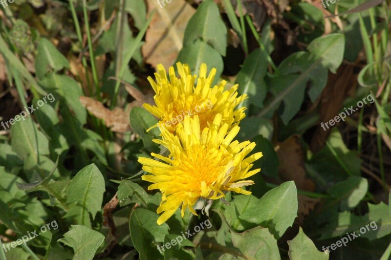 Yellow Flower Dandelion Flower Spring Flora