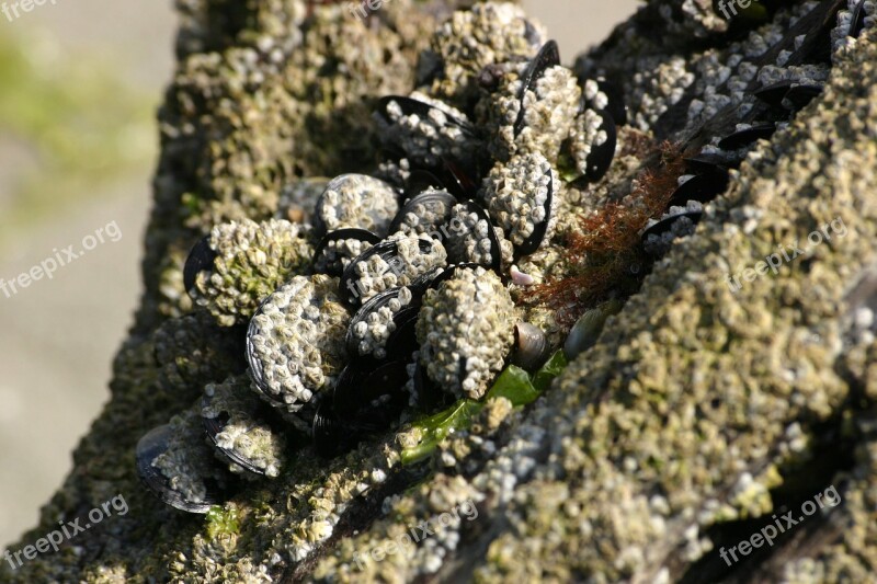 Mussels Shells Sea Algae Free Photos