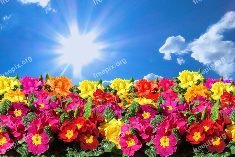 Nature Landscape Spring Flowers Sky