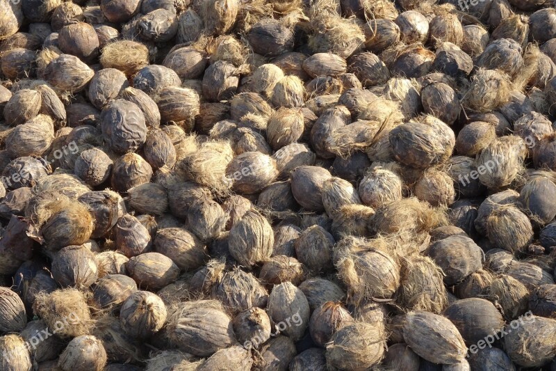 Areca Nut Betel Nut Fruit Harvested Dried