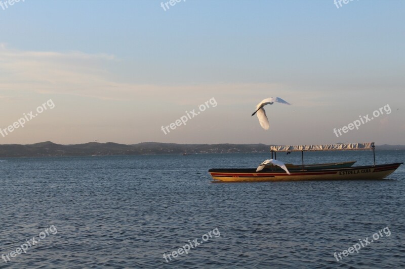 Mar Paige Seagull Water Flight