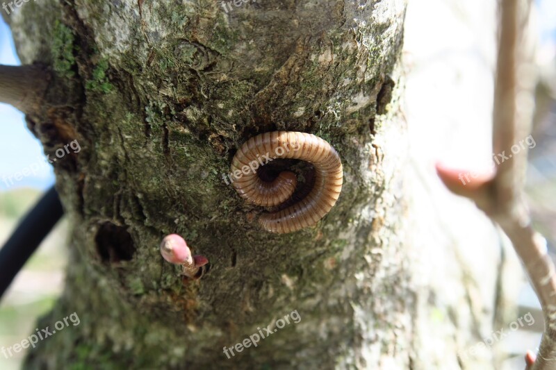 Tree Worm Nature Caterpillar The Creation Of