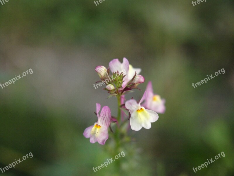 Flower Blossom Bloom Nature Creation