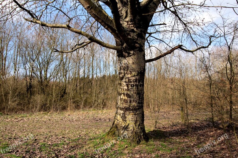 Tree Trunk Nature Bomenpraat Naamkerving Wood