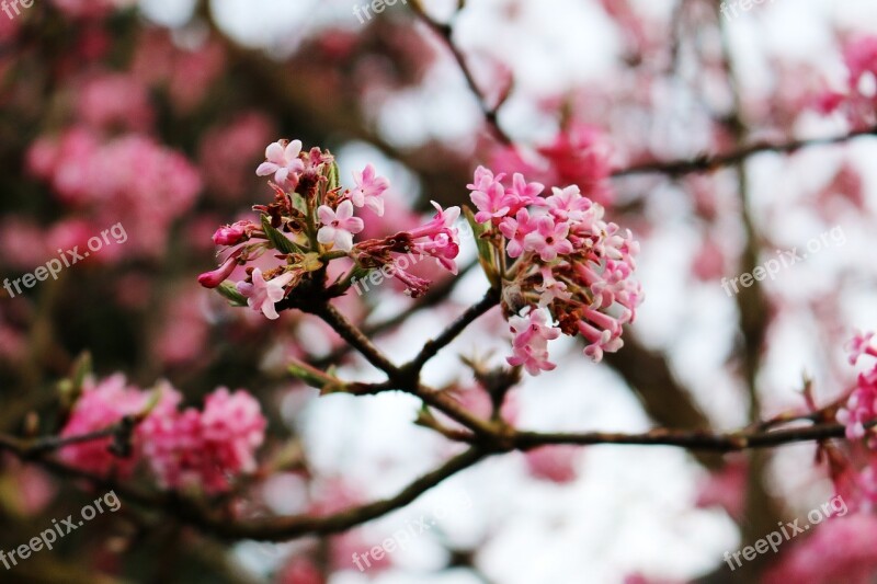 Flowers Pink Flowers Hopper Flowers Tree Aesthetic